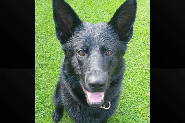 PD Blue sniffed out an assault suspect who tried hiding in a pile of rubbish