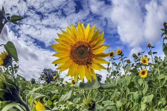 Overstone Grange Farm will open its sunflower field next week.