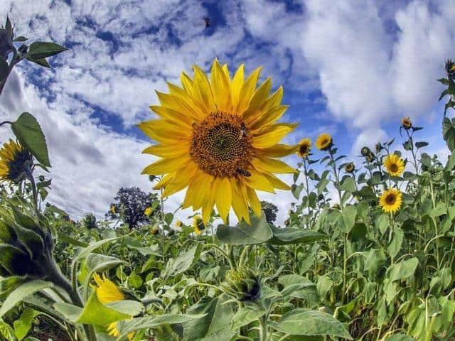 Overstone Grange Farm will open its sunflower field next week.