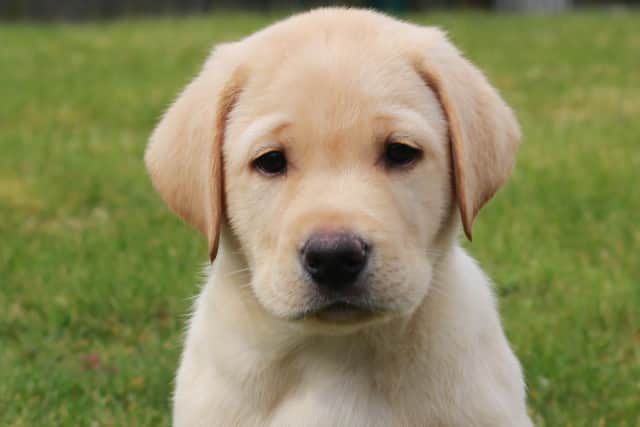 Who could say no to this adorable face?