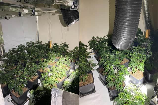 The cannabis factory was found on Cranstoun Street in Northampton.