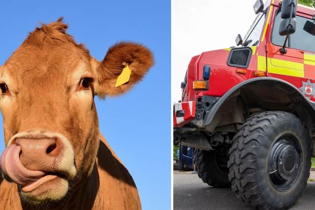 Specialist animal rescuers were called to rescue cows from a river. (File picture).