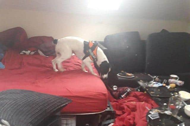A sniffer dog searching Matthew Hall's home.