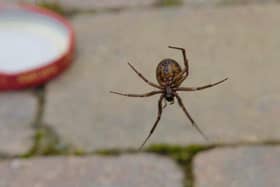Library picture of a false black widow spider