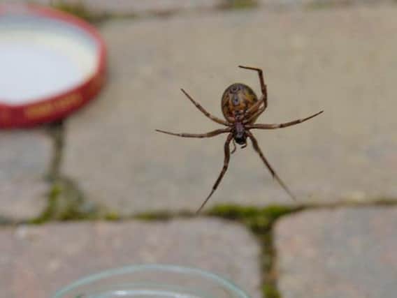 Library picture of a false black widow spider