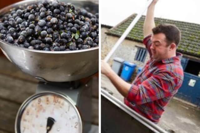 Sloes are invaluable for the distillery.