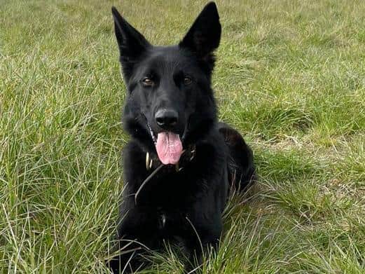 PD Kola