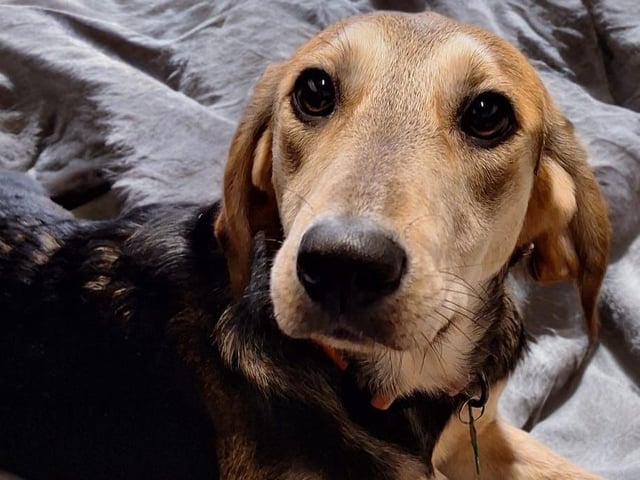 Part of a crazy-happy bunch of five-month-old Labrador cross pups are full of love and bursting with energy! They’re affectionate, eager to learn, and would thrive in an active home committed to puppy training. A pawfect match for adventure!