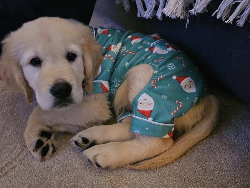Eight-week-old Wilson in his Christmas pyjamas.