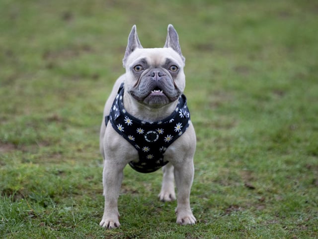 The French Bulldog Meet & Walk group’s Christmas walk at Hunsbury Hill Country Park on Sunday December 4, 2022.