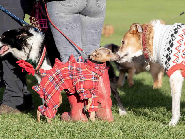 The popular event saw more than 100 dogs walked around Bradlaugh Fields in Northampton on Sunday (December 22).
