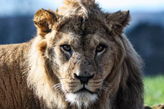 Malik moved to Whipsnade Zoo in 2023 as part of an international breeding programme