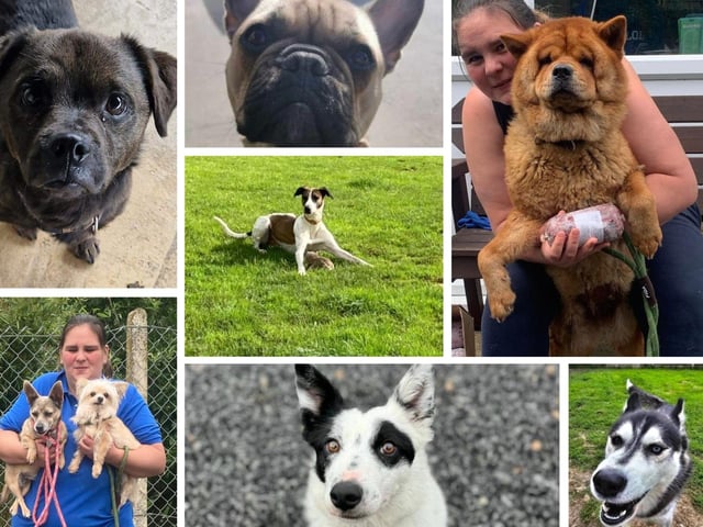 Animals In Need is trying to re-home these dogs