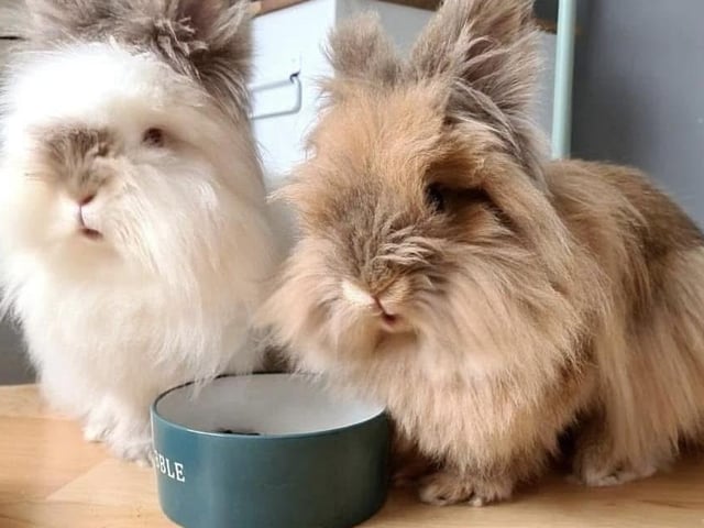 Cinnabun and Cassie are a stunning four-year-old bonded pair looking for a loving forever home with plenty of space to hop, kick, and binky! Both are neutered, vaccinated, and microchipped. They will leave us with four weeks of free insurance, a guide to caring for rescued rabbits, and rescue support for life. Please note, we adhere to rabbit welfare standards: #ahutchisnotenough. If you can offer them a wonderful home, please email pictures of your rabbit accommodation to: admin@animals-in-need.org.