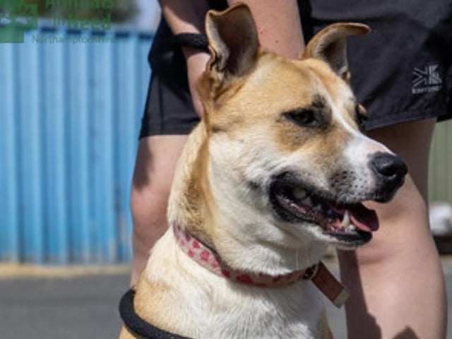 Annie said: "Tess is a beautiful, medium sized, young crossbreed who joined us from the pound. She is a timid girl so a quiet home with a secure garden is a must."