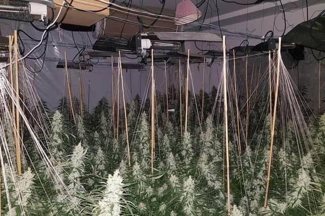 Police found 1,200 plants at the site