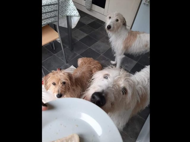 "Did someone say sandwich?"