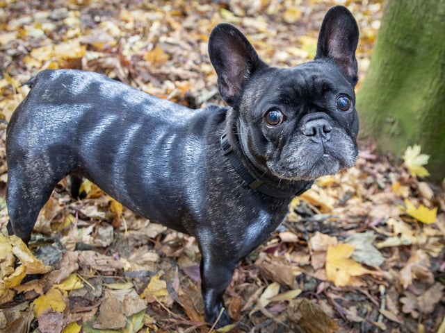 Owners and their pets met for the annual Halloween Walk for the annual event organised by the French Bulldog Meet and Walk Northampton group