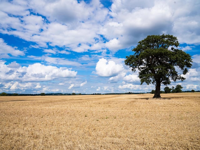 Harvested field with mature oak tree