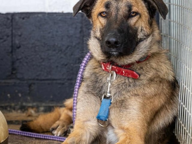 Annie said: "Boris is a very handsome but super shy one year old crossbreed who needs an experienced and secure home, preferably with another resident dog."