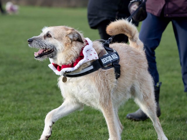 The popular event saw more than 100 dogs walked around Bradlaugh Fields in Northampton on Sunday (December 22).