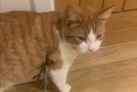 One of the cats caught in a snare in Northampton. Photo: RSPCA.