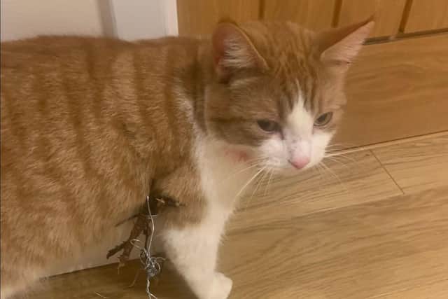 One of the cats caught in a snare in Northampton. Photo: RSPCA.