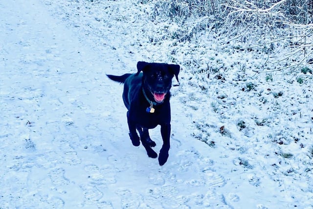 Salcey Forest looks very cold but Woody the Labrador looks happy!
