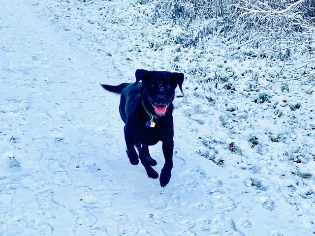 Salcey Forest looks very cold but Woody the Labrador looks happy!