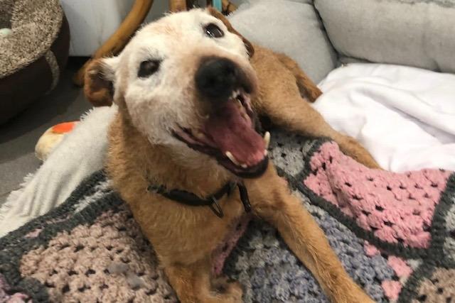 Annie said: "Patty is an older terrier lady who would be a great companion for an active older person. She loves a fuss & enjoys her walks, has lovely manners & is fine with other dogs."