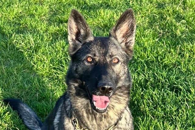 PD Ebby found a suspect hiding in a building.