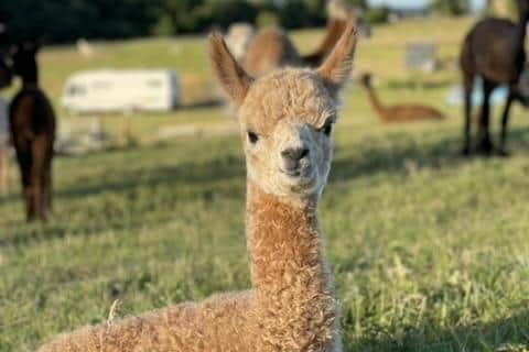 The alpaca trekking will only be available for the summer holidays.