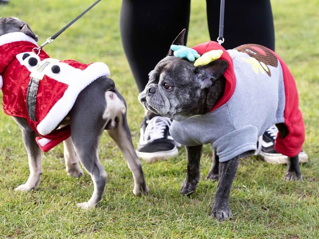 Around 60 French Bulldogs dressed in festive outfits for the annual Christmas walk at Hunsbury Country Park on Sunday December 15.
