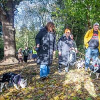 In pictures: Adorable French bulldogs dress up for Halloween walk at Northampton country park
