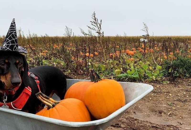 The farm in Wappenham near Towcester will open on Saturday October 4 for the first two weekends of October. It will then be open everyday from Monday October 13 to Friday October 31. There will be a variety of pumpkins to pick from, as well as a 3D spooky trail, a play patch, corn cannons, photo opportunities, a Halloween shop, food and drink and more. Tickets can be booked on the farm's website.