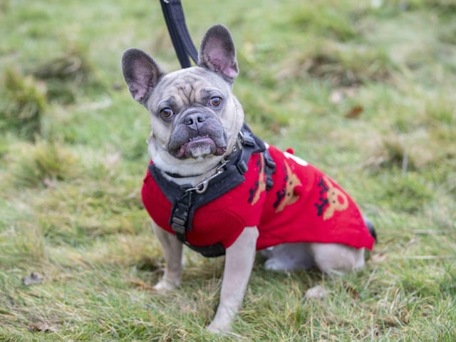 Nearly 100 French Bulldogs wore Christmas outfits for a festive walk at Hunsbury Hill Country Park on Sunday (December 17).