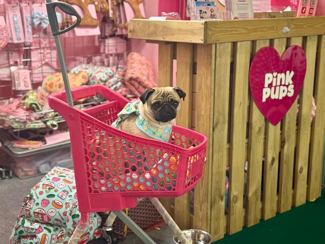 Junior visiting the brand stalls