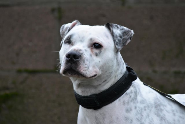 Female - Staffordshire Cross - aged 5-7. Daisy is full of energy and needs an active owner. She needs to be kept on a lead in public. She has previously chased a cat (the reason for the one eye).
