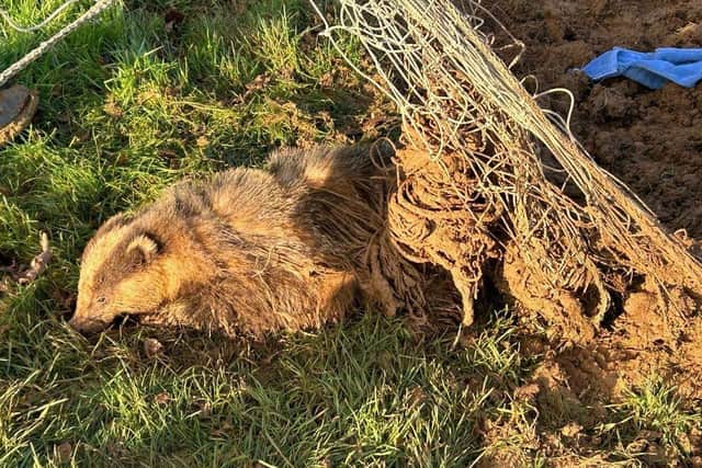Badger Caught in School Goal Netting