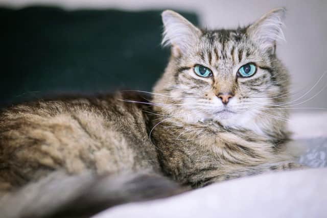 Tora, The Cat