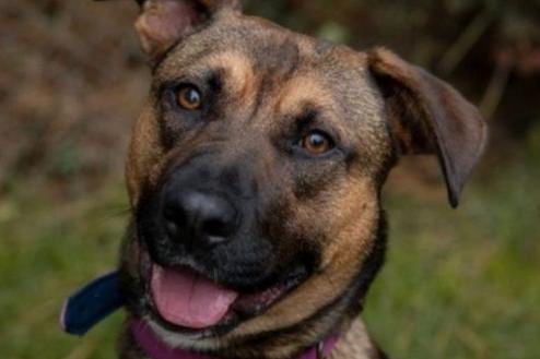 Hallie is a one-year-old Crossbreed with a lively personality. She’s showing signs of being an escapologist and can scale high fences, so her new home will need to be secure. Hallie also has separation anxiety, which may be linked to her stress in kennels, so settling into a calm, stable environment is important for her. She can be possessive around food, so we recommend not feeding her around other dogs. However, when food is not involved, she gets along well with them. Hallie will need ongoing training, as she is strong and tends to pull on the lead until she calms down. Hallie loves people, and once she has settled into her new home, she will make an incredibly loyal and loving companion. If you’re looking for a dog who will bond deeply and be a devoted friend, Hallie could be the perfect match for you.