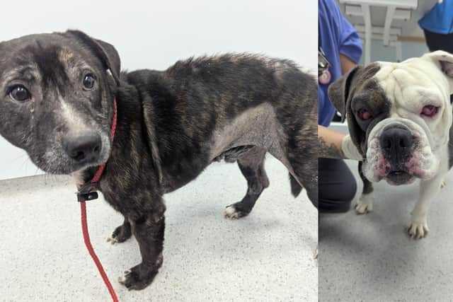 Spike (left) and Bruno (right) were left suffering with an untreated skin condition.