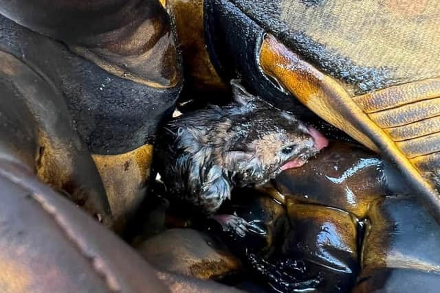The mouse saved from a wildfire in Kings Sutton, Northamptonshire.