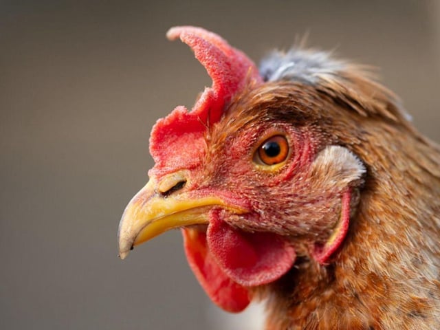 Cockadoodledoo!