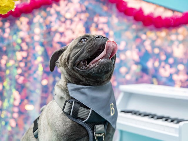 The Teddy’s Dog Care team took inspiration from Coachella festival and planned the pug equivalent, which they hope to offer annually and open up to all dog breeds.