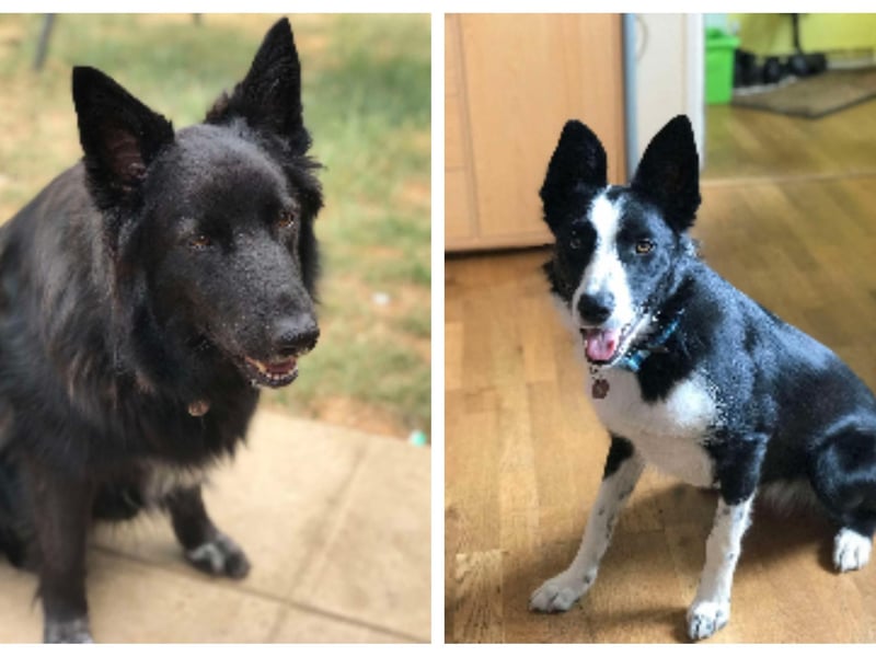 Shona and Ziva are Collie crosses who would love to find a new home together. Ziva is great with other dogs, while Shona can be a bit more selective. They have previously lived with cats and could do so again. Despite their ages, they are still very active and are looking for a family who will keep them busy and engaged.