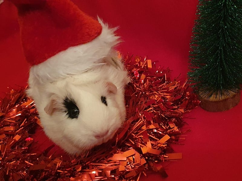 Winter the guinea pig.
