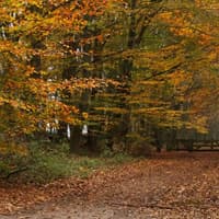 Beautiful Northamptonshire woodland ranked among top 20 in UK to enjoy autumn colours