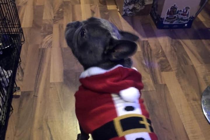 Winston the Frenchie.