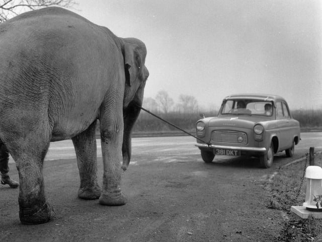 December 1963: Baby, an Indian elephant, acts as a novel towtruck for broken-down vehicles at the East Midlands Service Station in Warmington, Northamptonshire. (Photo by BIPS/Getty Images)